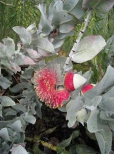 Australian Native Nursery - Growers of Australian Native Plants